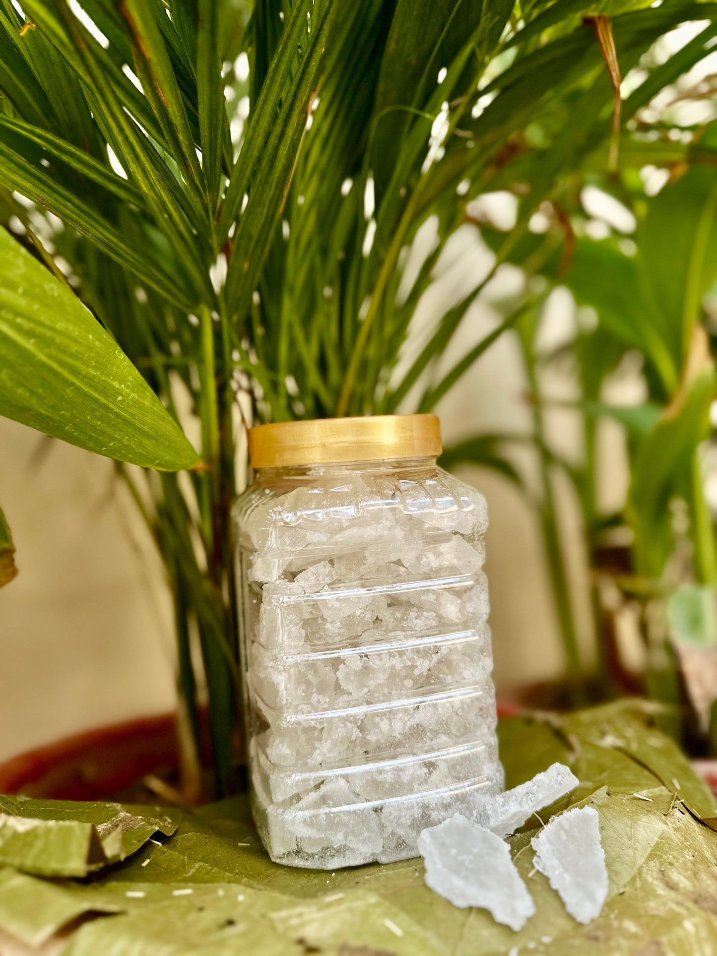 Camphore(bheem-seni kapoor)